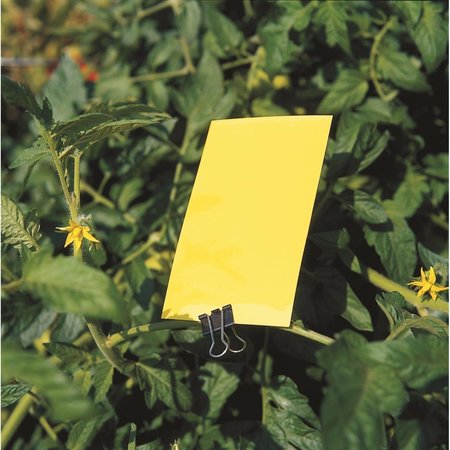 OLSON PRODUCTS Yellow Card Sticky Traps SE8MS612
